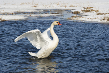 swan