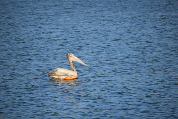 Pelican Bird
