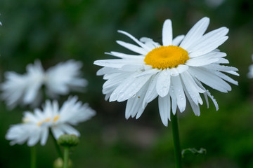 Obraz premium Daisy Crazy, wheel, chain, chamomel, gang bang in flowerbed. One flowers of large white chamomile with drops of dew or rain on petals.
