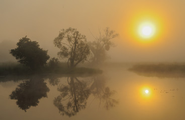 Sonnenaufgang in der Oderaue, Nebel verschleiert die aufgehende Sonne, Alte Silberweide spiegelt...