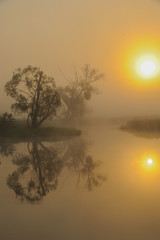 Sonnenaufgang in der Oderaue, Nebel verschleiert die aufgehende Sonne, Alte Silberweide spiegelt...