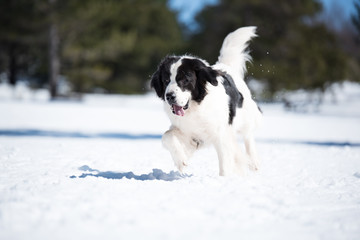 landseer in the snow winter white playing pure breed