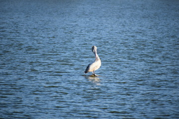 Pelican 