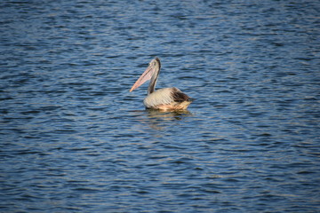 Pelican Bird