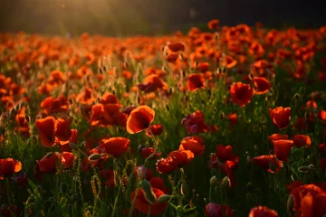 Zelfklevend Fotobehang Klaprozen Poppy bloem Dodenherdenking