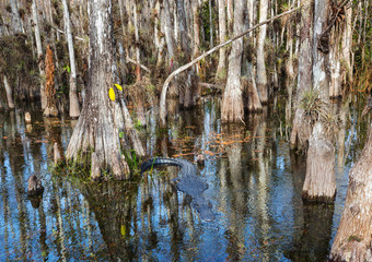 Alligator
