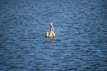 Pelican