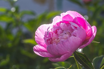 Fototapeta na wymiar peony or paeony, Paeonia pink after rain in the sun. One peony flower in the flowerbed.