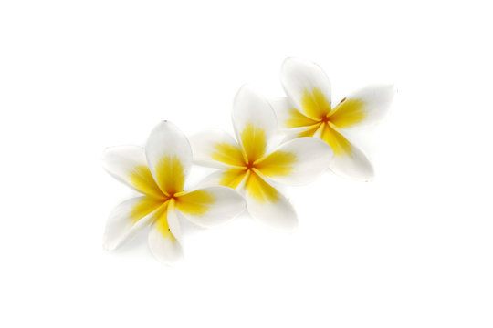 Plumeria