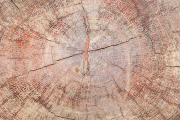 Fototapeta premium old wood texture background