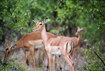 Kruger National Park, South Africa