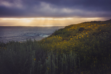 Rancho Palos Verdes Super Bloom