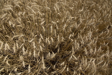 Background of ripe golden ears, top view