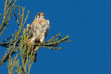 Male kestrel in the wild, perched on the tip of a branch