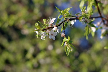 Wiosenna gałązka jabłoni, młode listki i śliczne białe drobne kwiaty, kwitnące, z bliska,...