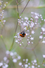 Ladybug on white small flower Gypsophila paniculata, baby's breath, common gypsophila, panicled baby's-breath