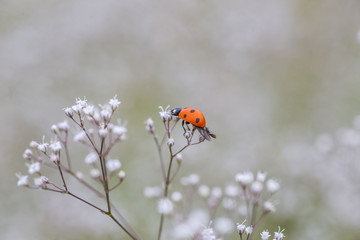 Ladybug on white small flower Gypsophila paniculata, baby's breath, common gypsophila, panicled baby's-breath