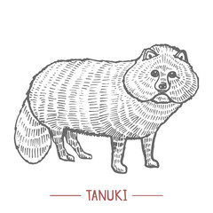 Tanuki. Animal in Hand Drawn Style for Surface Design Fliers Prints Cards Banners. Vector Illustration