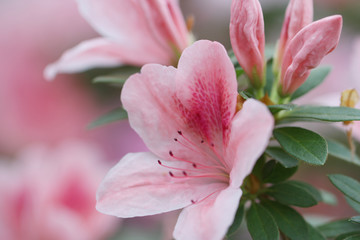 Unschärfe Blumenhintergrund üppige frische Azaleenblumen