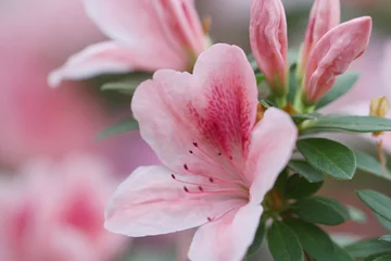 Fototapeten Unschärfe Blumenhintergrund üppige frische Azaleenblumen © lms_lms