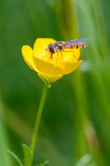 Hover fly on a flower