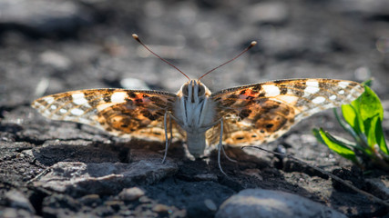 Butterfly resting in the sun