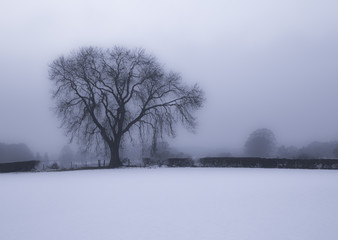 tree in the snow in the mist