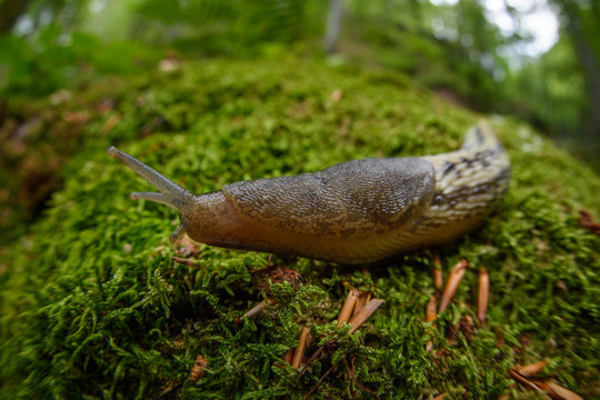 Brown slug closeup wide angle