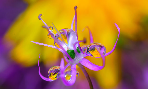 Fototapeta Elegant graceful tiny flower in droplets of rain and dew/Macro photography of the flower in the summer garden, after the rain