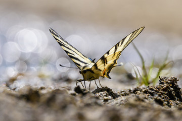 Swallow tail butterfly (papilio machao) 