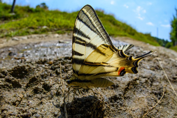 Swallow tail butterfly (papilio machao)  wide angle