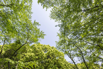 Fototapeta premium 新緑