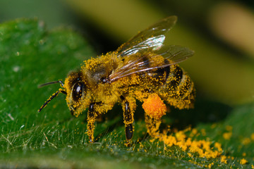 Honey Bee pollinating flower