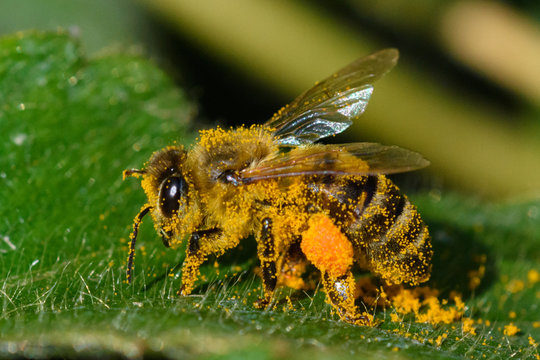 Honey Bee pollinating flower