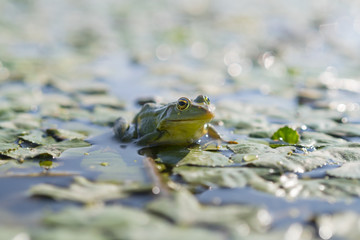 Green frog bathing in the sun