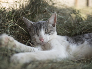 Purring kitty in a hay stack