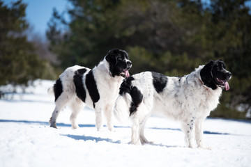 landseer in the snow winter white playing pure breed