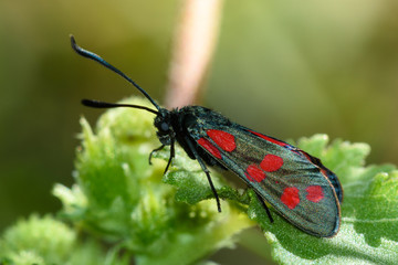 Six-spot Burnet moth closeup