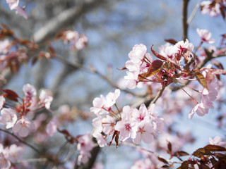 Cherry blossom flowers in full bloom