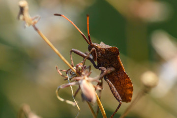 Stink bug in the sun