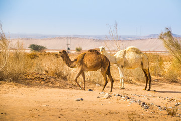 Fototapeta na wymiar Camel in desert in a day