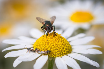 Fly on flower