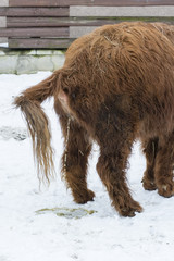 Long-haired cow urinating on snow.