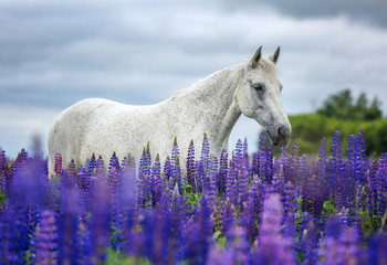 Portrait of an arabian horse  among lupine flowers