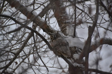 Great Horned Owl