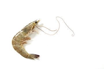 Fresh raw seafood shrimp