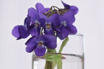 Violets in small glass of water 