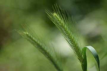 Green grass, meadow macro detail, background 