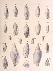 Fossil shells.
