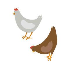 Two chicken, brown and white